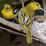 �����ѵ��ա�ա�û��ʹ��������ҧ��� ����ѧ�ҡ����ѹ���ҧ���軯�ʹ�������͡�ҿѡ��¹͡
