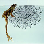 ���ա���ҧ����������Ǽ�����µ����ب���Ҽ�� 