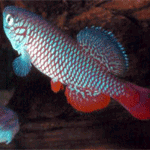 �����ǹ�ҡ �ա���ҧ����������Ǽ�����µ����Ҽ�� 