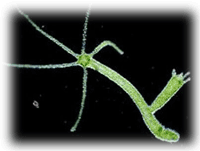 �δ�� �׺�ѹ����¡��ᵡ˹��  �ѧࡵ�����δ�ҹ��¡��ѧᵡ��Ǩҡ����˭�