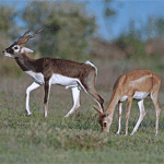 ��ҧ�Թ��µ�Ǽ����С�ҧ�������