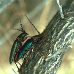 ��ŧ�����ȼ�� (�����ҧ��) ���������(��ҧ��ҧ) ...���ѧ����ѹ���ѹ