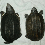 ��Ǵ�ҹ��������ҵ�Ǽ���բ�Ҵ�˭���ҵ�Ǵ�ҹ��� �������ҵ������