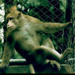 �ԧ���ѵ�������������ҡ����ش �ա�û��ʹ��������ҧ��������ǡѺ������