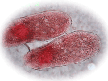 ��Ǿ������������ѧᵡ����͡����ըӹǹ�ҡ��������ѡ����Ҿѹ���ͧ���ͧ