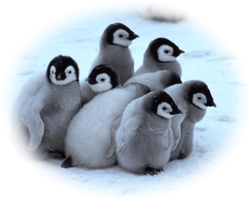 ��ྐྵ��Թ��ͧ�����ӹǹ��Ҫԡ�����ѡ����Ҿѹ���