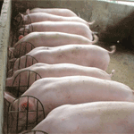 ��� ����١�ѵ���ҡ ���¾ѹ����¡�ü���ѹ����������ҵ�