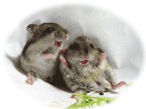 ˹��׺�ѹ���Ẻ������� �֧��˹ٵ�Ǽ�����˹ٵ������