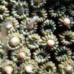 �С��ѧ�����㹷��� �ա�û���µ����ب��͡�����仼���Ѻ��